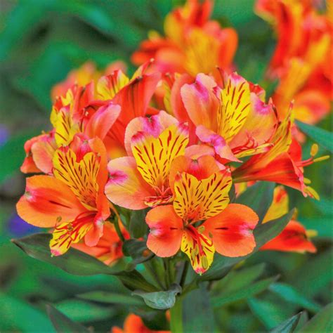 peruvian lily bulbs for sale